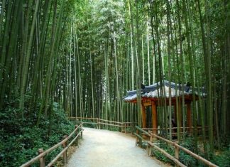 Rừng trúc Juknokwon – điểm check in không thể bỏ qua khi du lịch Hàn Quốc Rừng trúc Juknokwon - điểm check in không thể bỏ qua khi du lịch Hàn Quốc